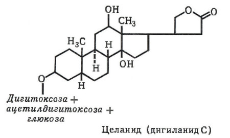 Наперстянка шерстистая