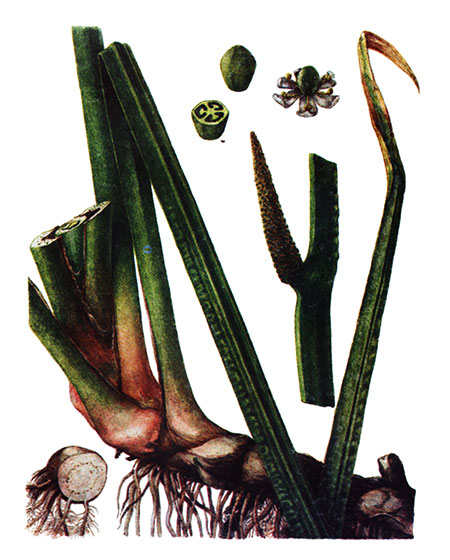 Аир болотный Acorus calamus