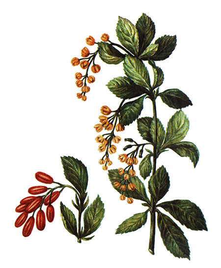 Барбарис обыкновенный Berberis vulgaris Барбарис амурский Berberis amurensis