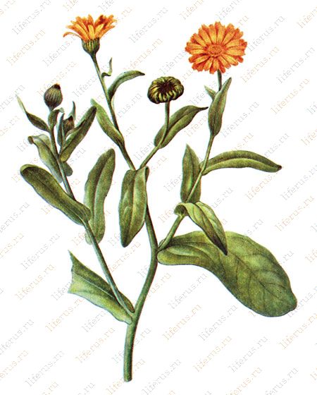 Календула лекарственная (ноготки) Calendula officinalis