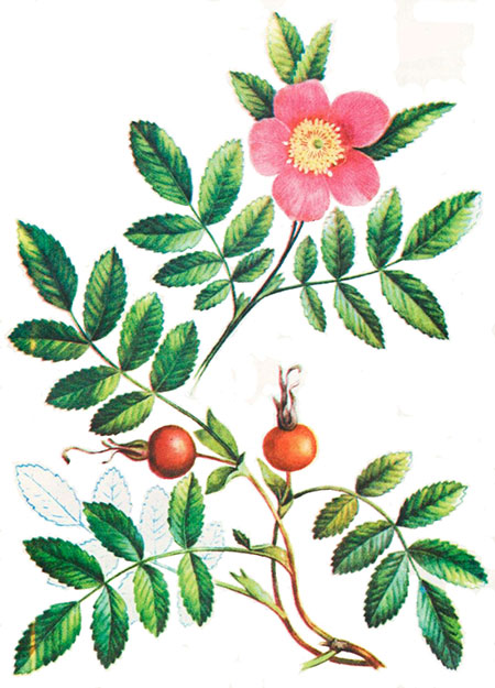 Роза коричная, шиповник коричный Roza cinnamomea